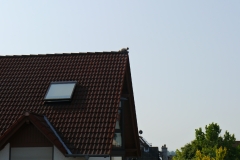 Bild4