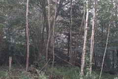k-20190701_081230