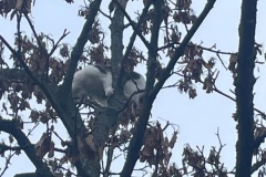 2022-12-26_Katze-im-Baum